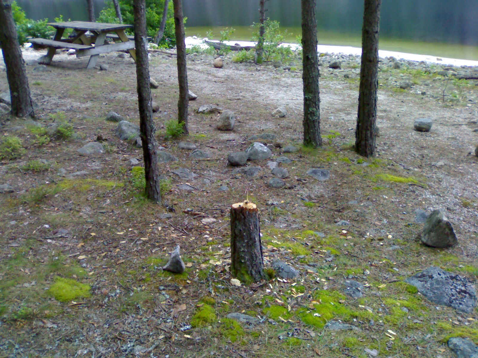 Et bilde som inneholder utendørs, grunn, gress, tre

Automatisk generert beskrivelse